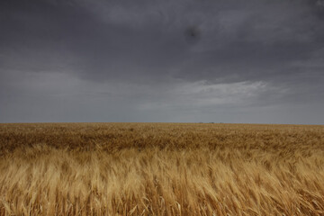 wheat field under sky