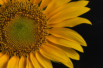 macro beautiful sunflower. selective focus
