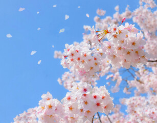 満開の桜の花と青空、桜の花のクローズアップ、染井吉野、桜のフレーム 、さくら