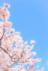 満開の桜の花と青空、桜の花のクローズアップ、染井吉野、桜のフレーム	、さくら
