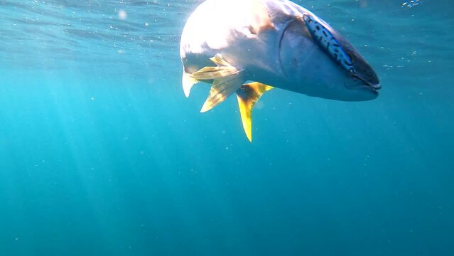 A fisherman fights with yellowtail  in open ocean waters, light rays stream through surface