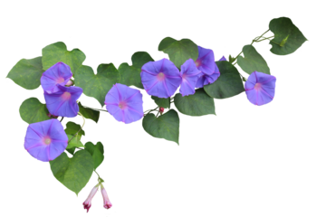 Image of a vine with purple flowers on a png file with transparent background.
