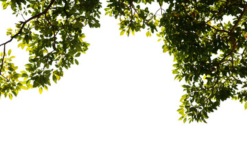 Image of green leaf on branch on png file at transparent background.