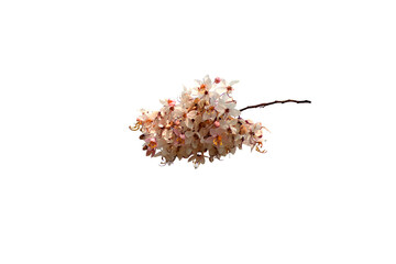 Close-up photo of a bouquet of flowers on a png file on a transparent background.