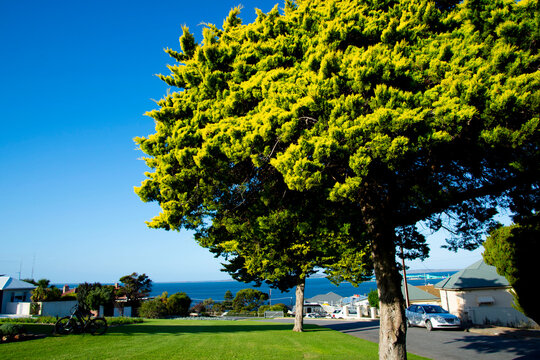 Mature Specimen of Castlewellan Leyland Cypress Tree
