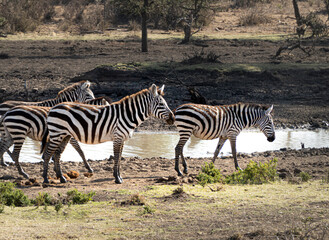 Fototapeta na wymiar zebras in on the savannah
