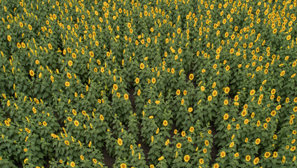 Aerial view of a field of sunflowers