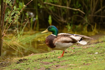 Mallard