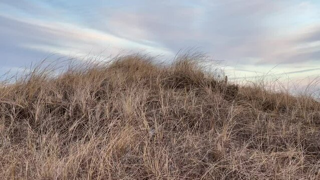 Chatham, Cape Cod Beach Grass Rustling in the Breeze at Dusk