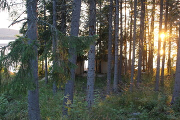 morning in the woods