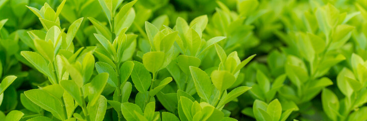 Euonymus japonica , boxwood hedge