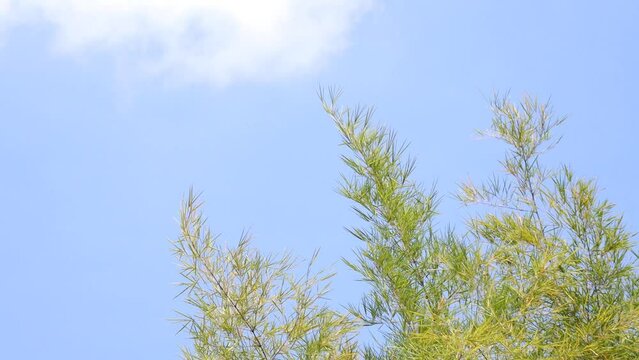 Japanese bamboo trees moving in the wind against the background of a cloudy blue sky and direct sunlight