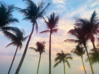 Bottom Up View Coconut Palm Trees Silhouette on Blue Sky Cloudy Background