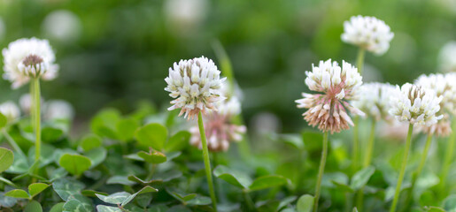  white clover flowers