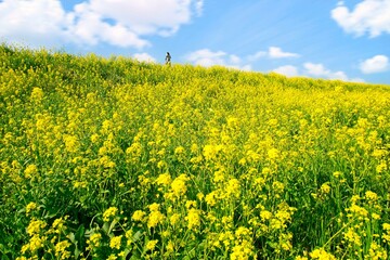 矢切の江戸川土手の菜の花畑　松戸市