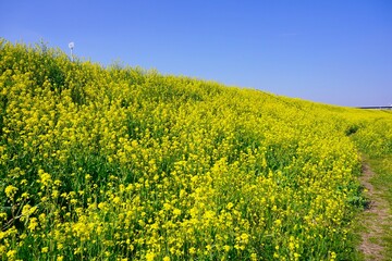 矢切の江戸川土手の菜の花畑 松戸市