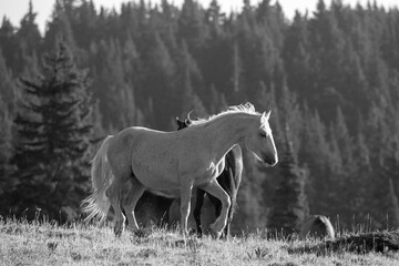 Palomino wild horse stallion in the Rocky Mountains of the western United States - black and white