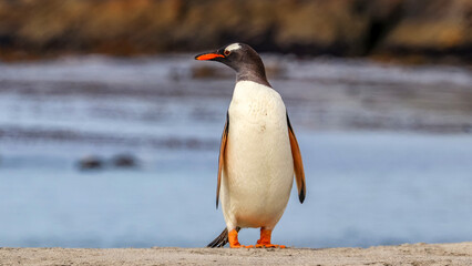 Newmans Station, Falkland Islands, UK