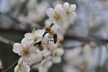 A close up photo of white Plum flowers (Apricot) on multiple branches in spring and a bee sitting on a flower