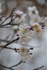 A close up photo of white Plum flowers (Apricot) on multiple branches in spring