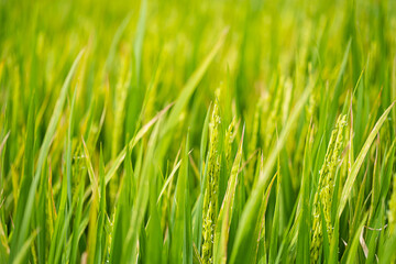 Fototapeta na wymiar Rice plantation in sunlight. Farm field background.
