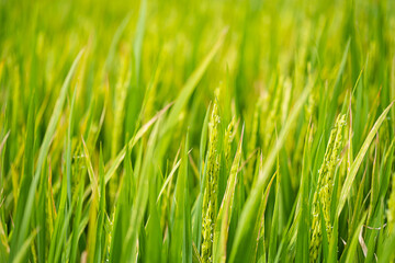Fototapeta premium Rice plantation in sunlight. Farm field background.
