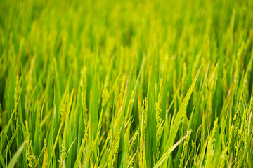 Rice plantation in sunlight. Farm field background.