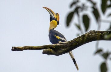 Obraz premium GREAT INDIAN HORNBILL SITTING ON A TREE PERCH 