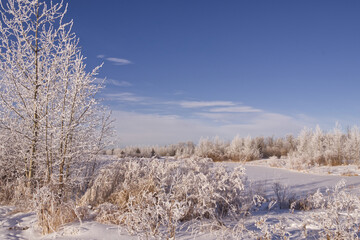 Pylypow Wetlands on a Frosty Winter Day