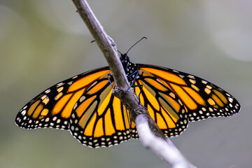 Monarch or Wanderer Butterfly resting on branch