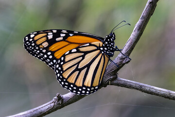 Monarch or Wanderer Butterfly resting on branch