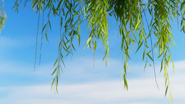 Leaves swaying in the wind under the blue sky and white clouds