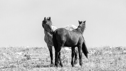 Two young wild horses grooming each other in the Pryor Mountains in Wyoming in the United States -...