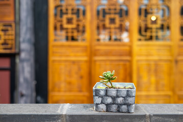 Cactus in a pot against yellow buddhist temple facade, Chengdu, Sichuan province, China - 581639979