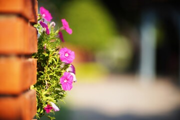 violet flowers on brick block wall in park