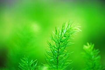 green leaf on background blur