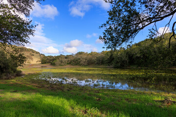 Light clouds and blue sky above marshy pond surrounded by trees in California landscape