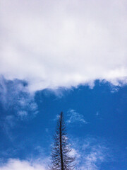 blue sky with white clouds and a fir tree
