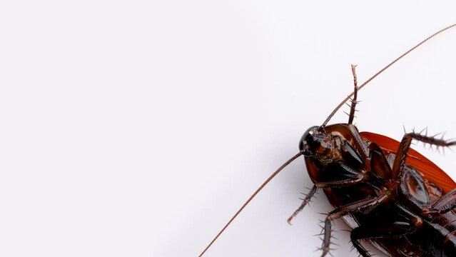 ゴキブリの白背景4K動画