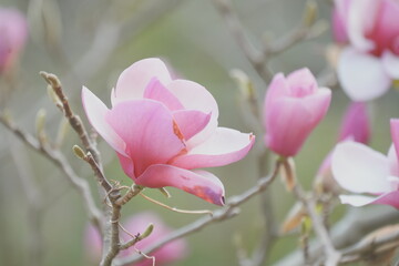 purple magnolia