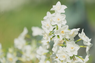 Narcissus Flower