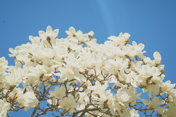 white magnolia
