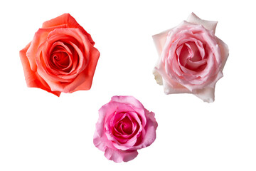 isolated collection of fresh bloom roses