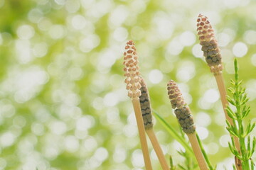 horsetail in spring