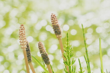 horsetail in spring