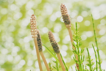 horsetail in spring