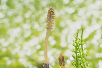 horsetail in spring
