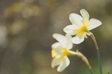 Naklejka na ściany i meble Narcissus Flower