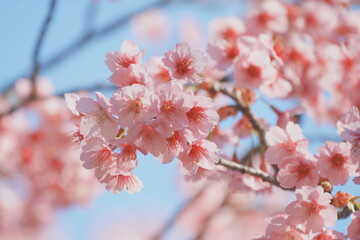 Yokohama Hikan Sakura