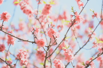 Flower peach